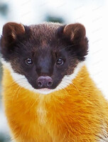 Тур выходного дня "Большехехцирский заповедник"