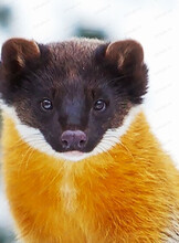 Тур выходного дня "Большехехцирский заповедник"