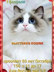 Выставка кошек