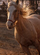 Катание на лошадях в конном клубе "Зевс"