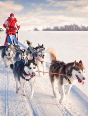 Катание на собачьих упряжках