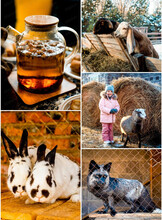 Масленица на мини-ферме