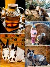 Масленица на мини-ферме