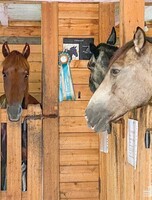 Бесплатная экскурсия в рамках проекта "Конный квартал"