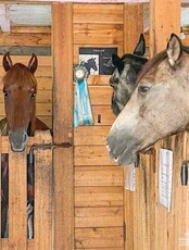 Бесплатная экскурсия в рамках проекта "Конный квартал"