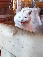 Мини-масленица на ферме