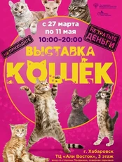 Выставка кошек