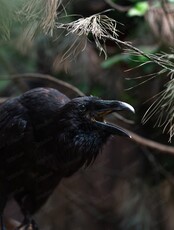 Обзорные экскурсии по "Лабиринтам Подземья"