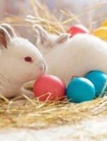 Пасха на контактной ферме