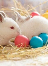 Пасха на контактной ферме