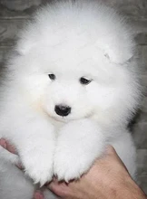 Йога со щенками