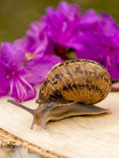 Экскурсия на улиточную ферму с дегустацией