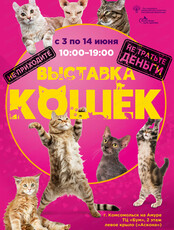 Выставка кошек из Санкт-Петербурга