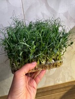 Мастер-класс "Микрозелень для начинающих"