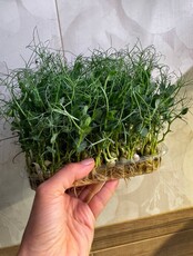 Мастер-класс "Микрозелень для начинающих"