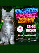 Выставка-продажа котят