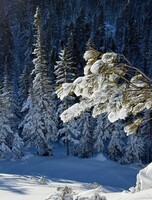 Амут-тур