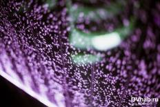 Фотоотчет : SATURDAY. Суббота, 16 августа. Изображение 7