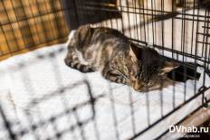 Фотоотчет : котокафе "чеширский кот". Суббота,  7 мая. Изображение 10