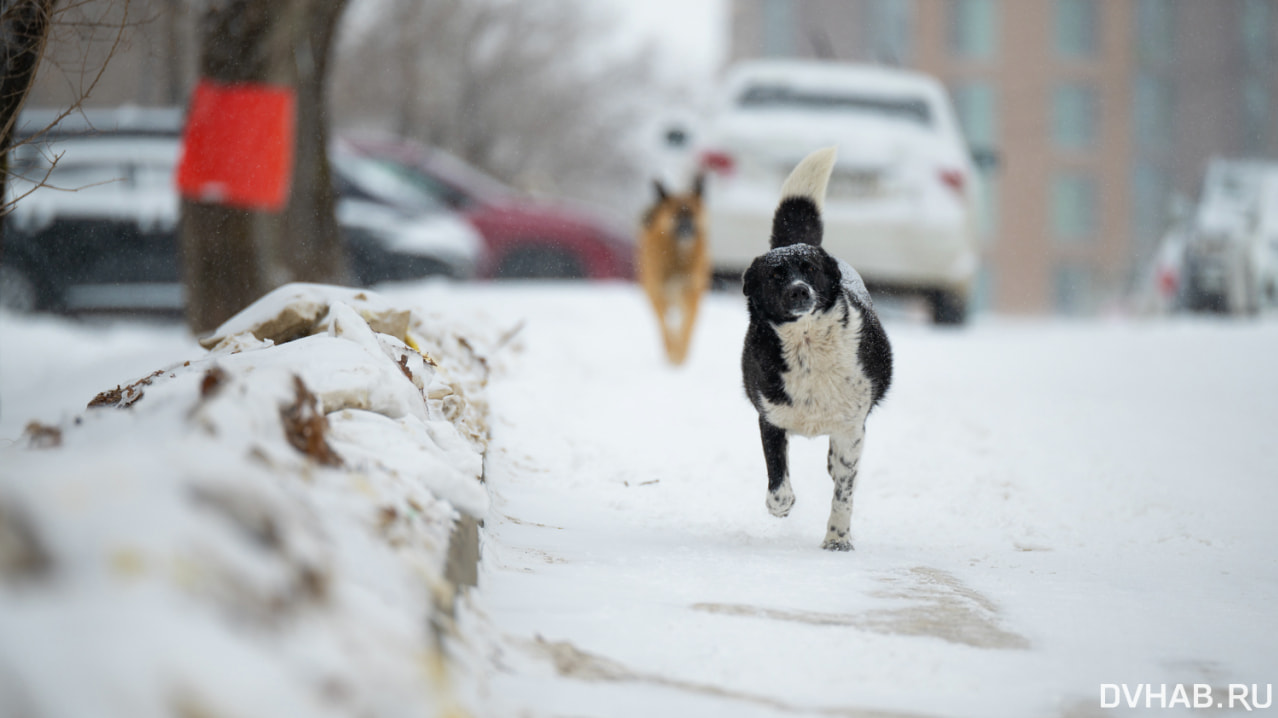 Суд в Хабаровске отказался от собачьей дискриминации по росту и немотивированной агрессии