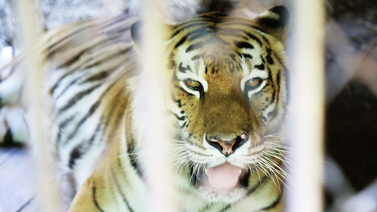 За неделю тигры утащили четырех собак в Хабаровском крае