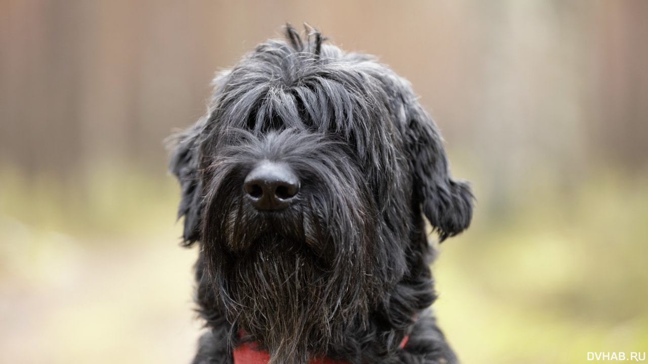 Хозяйка защищала собак: огромные ризеншнауцеры набросились на ребенка (ВИДЕО)