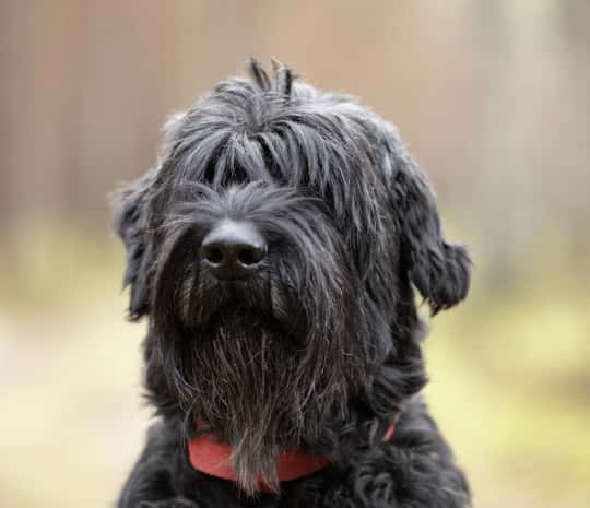 Хозяйка защищала собак: огромные ризеншнауцеры набросились на ребенка (ВИДЕО)